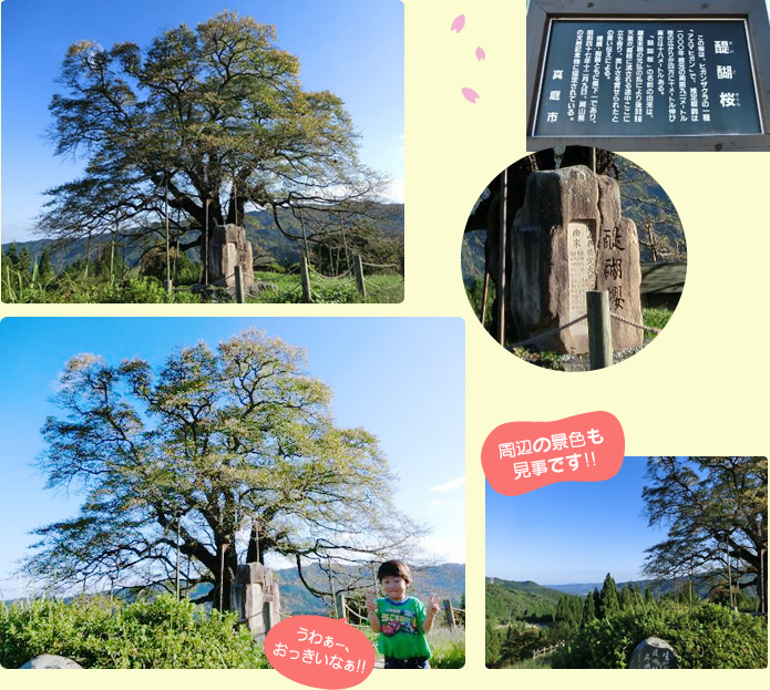 醍醐桜 周辺の景色も見事です!!