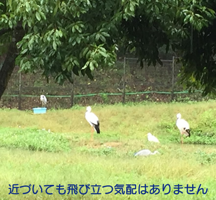 コウノトリの郷公園の写真1